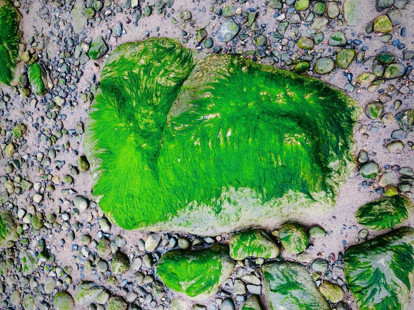 Algues vertes sur galets — Nature Vague