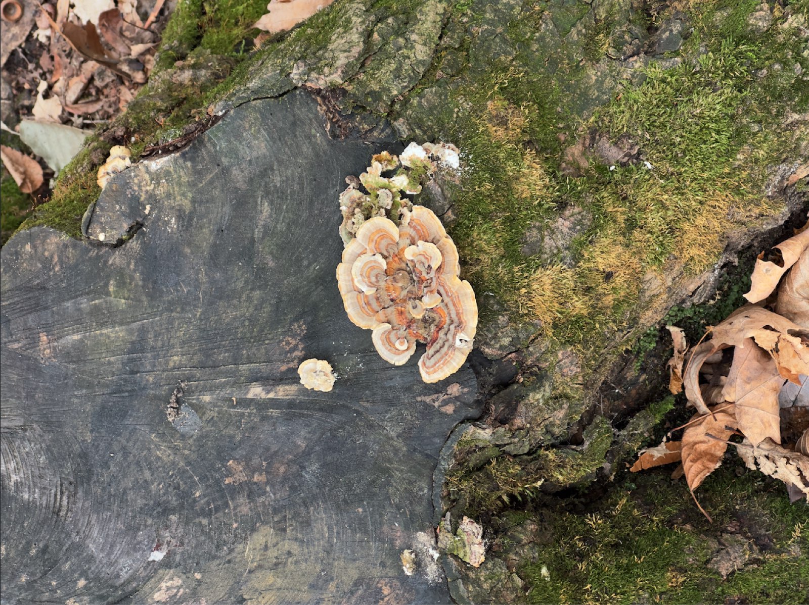 Champignons queue-de-dinde sur une souche moussue — Nature Vague
